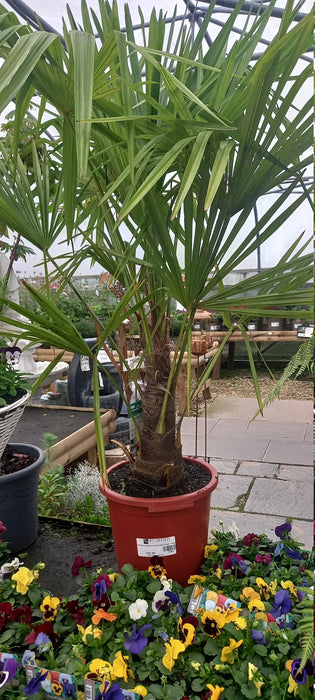 Trachycarpus Fortunei 15L