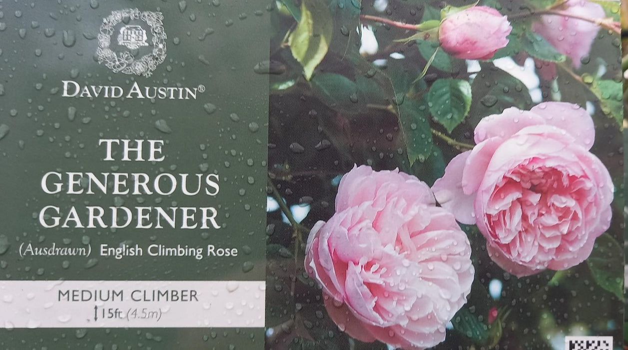 David Austin Rose 'The Generous Gardener'
