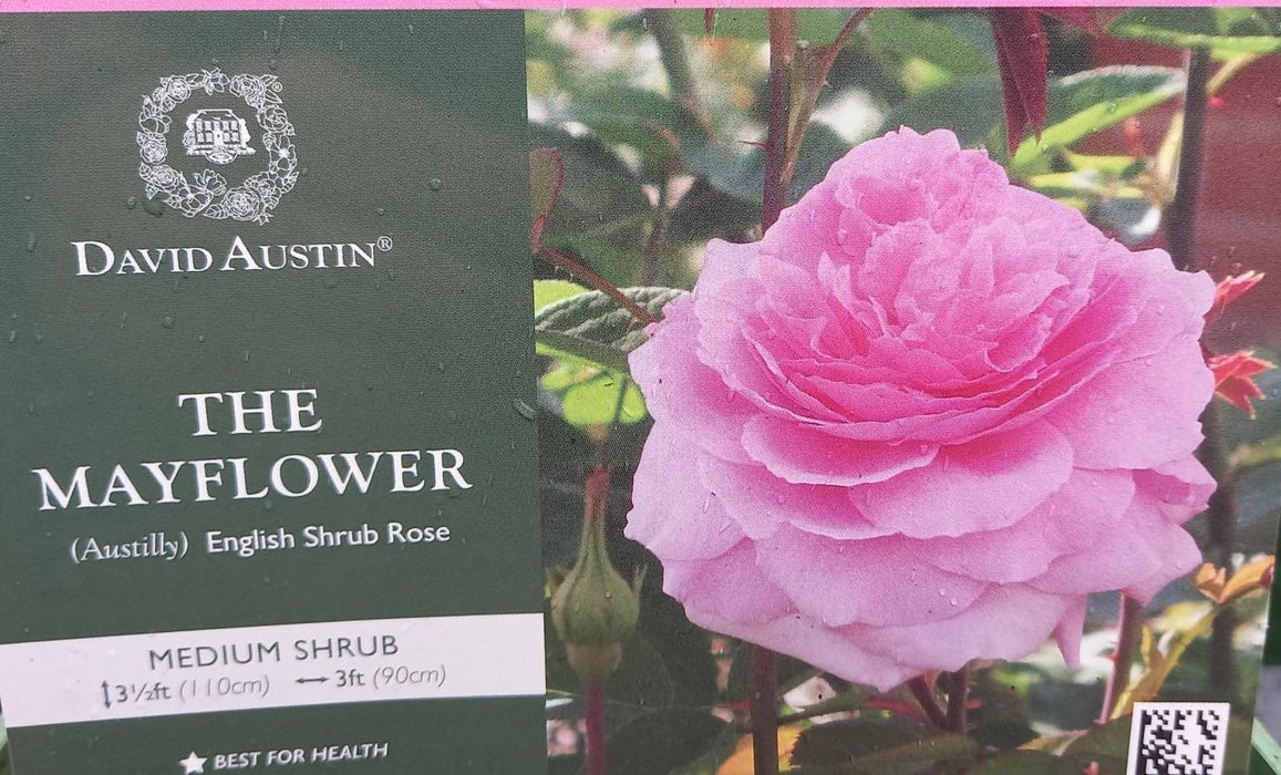 David Austin Rose 'The May Flower'