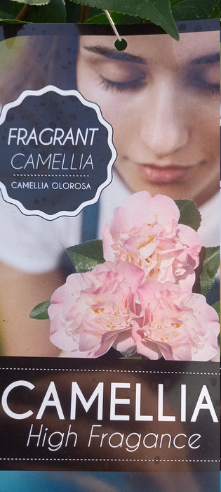 Camellia Fragrant