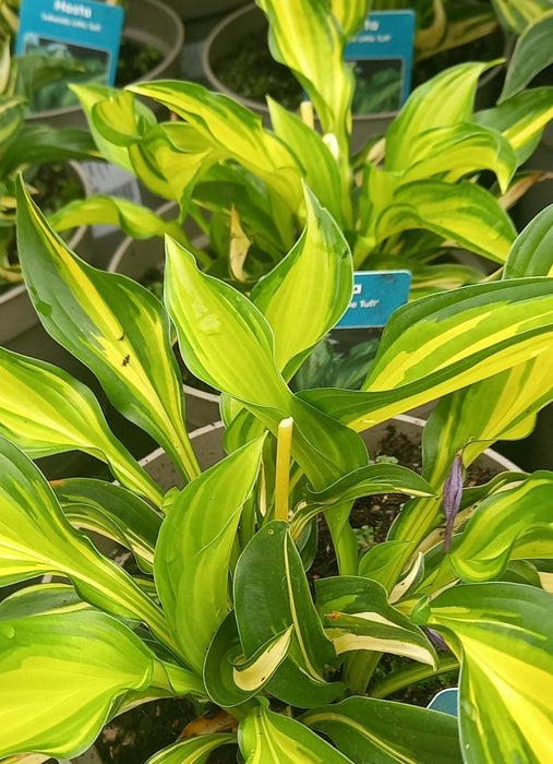 Hosta Lakeside Little Tuft