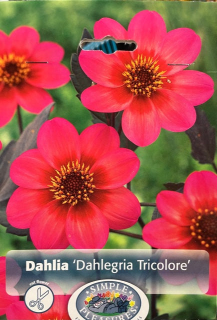 Dahlia (Dahlegria Tricolore)