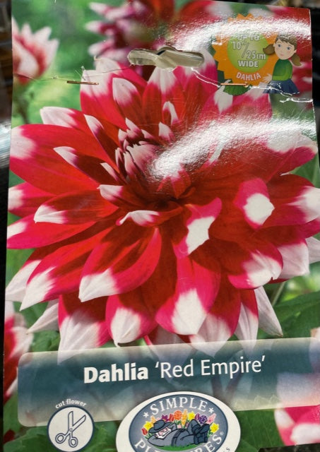 Dahlia (Red Empire)