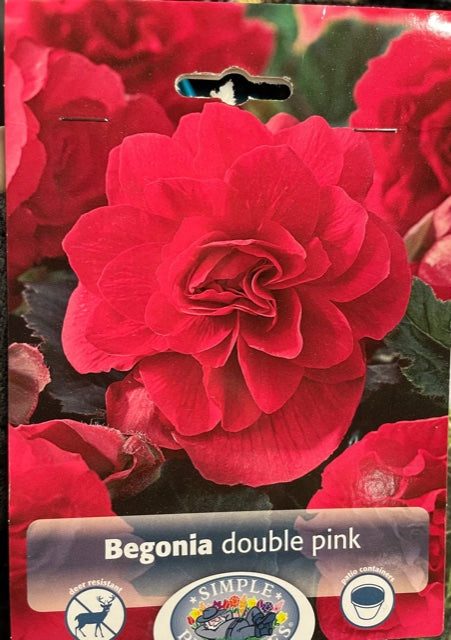 Begonia - Double Pink