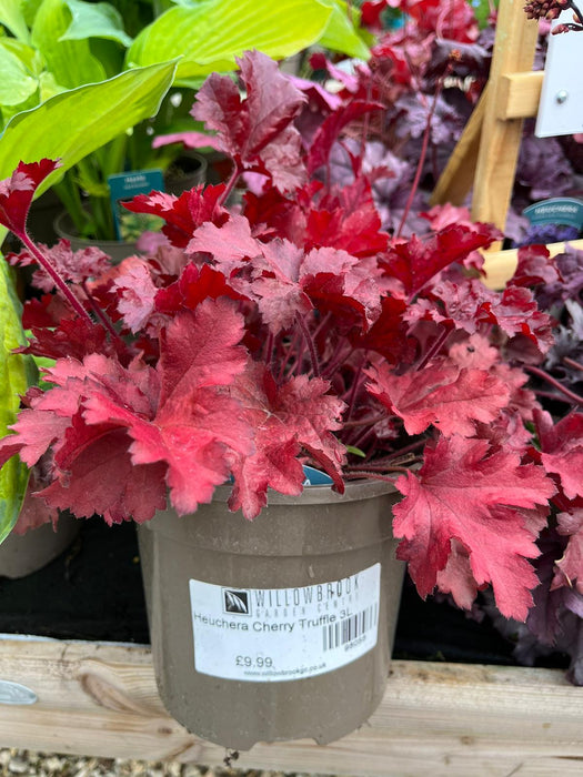 Heuchera Cherry Truffle 3L