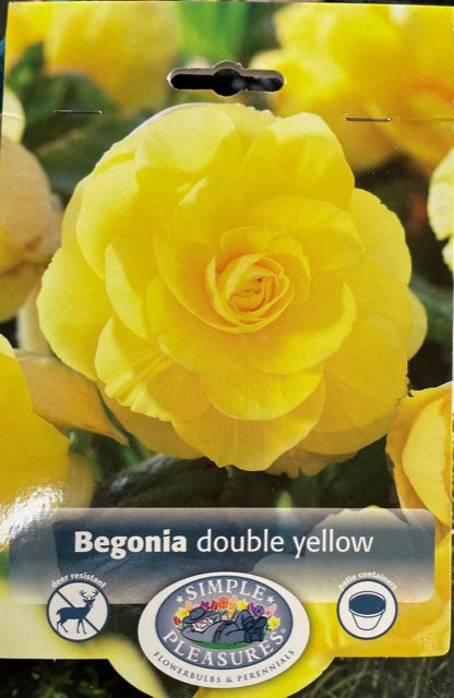 Begonia - Double Yellow