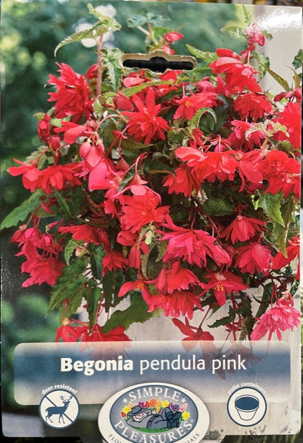 Begonia - Pendula Pink