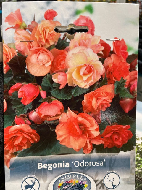Begonia  (Ordorosa)