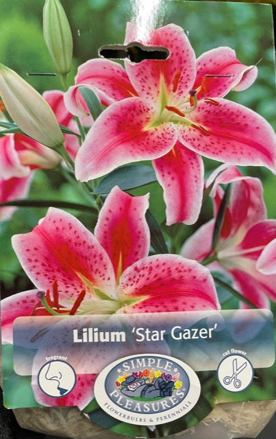 Lilium (Star Gazer)
