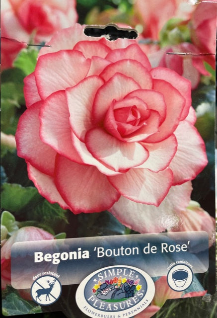 Begonia (Bouton de Rose)