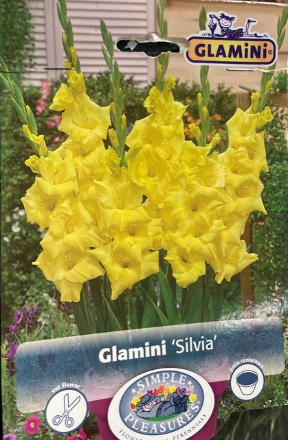 Glamini (Silvia)