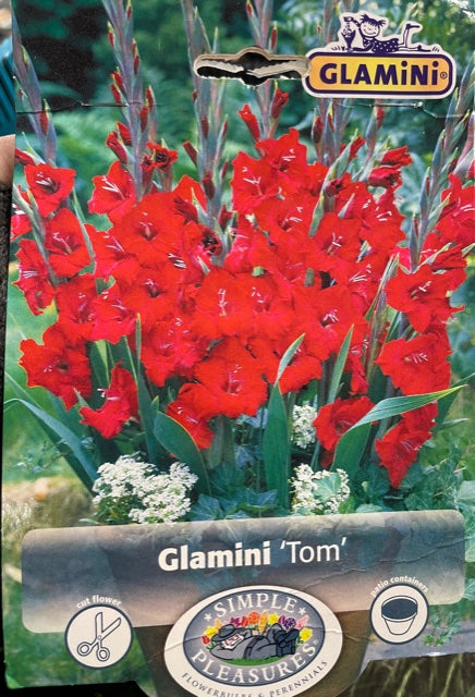 Glamini (Tom)