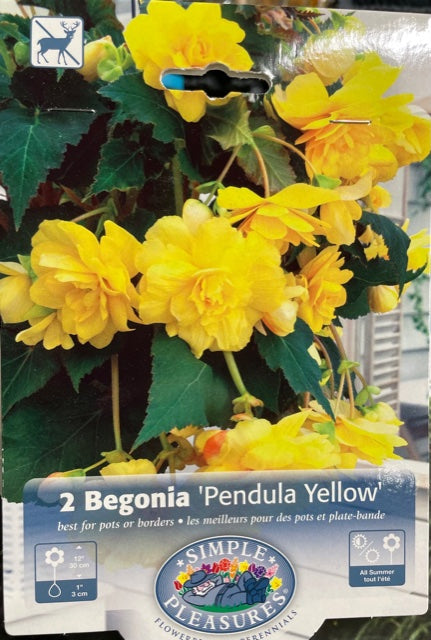2 Begonia (Pendula Yellow)