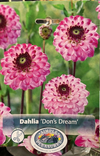 Dahlia (Dons Dream)