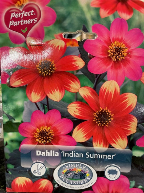 Dahlia (Indian Summer)