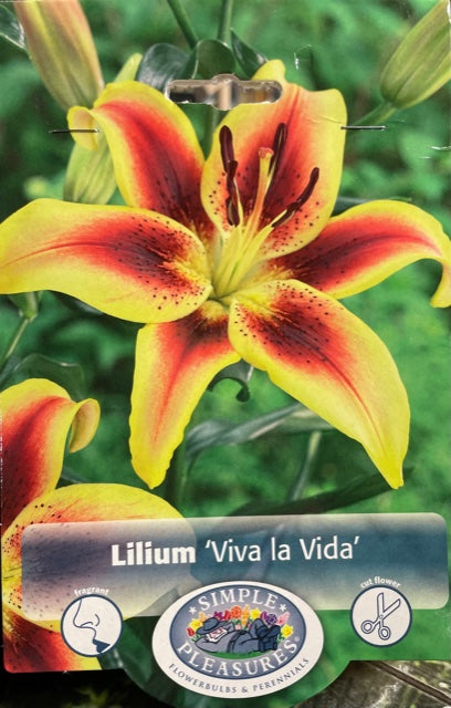 Lilium (Viva la Vida)