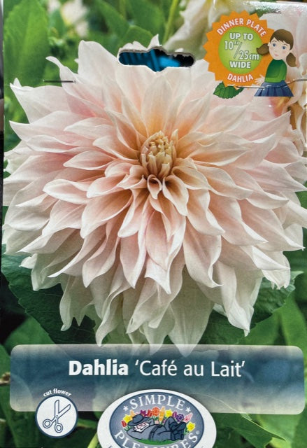 Dahlia (Cafe au Lait)