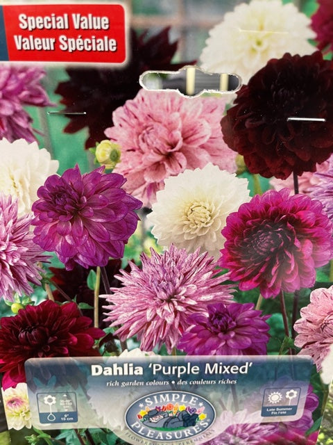 Dahlia (Purple Mixed)