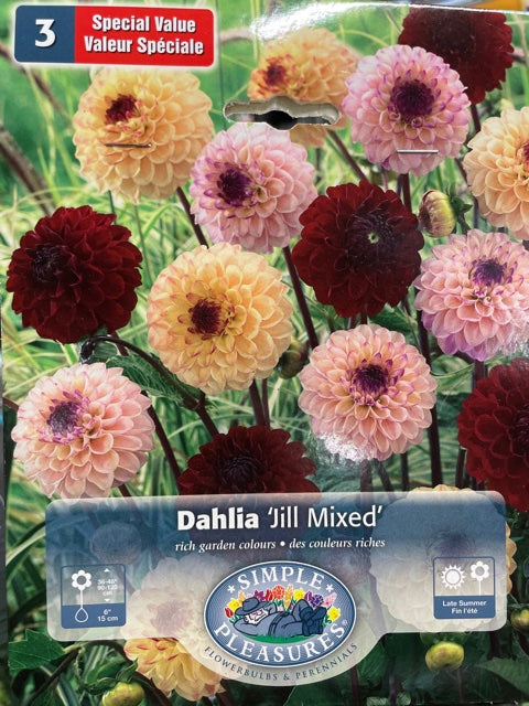 Dahlia (Jill Mixed)