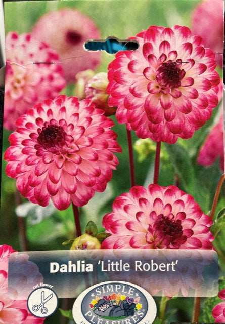 Dahlia (Little Robert)