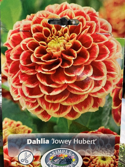 Dahlia (Jowey Hubert)