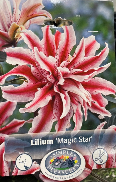 Lilium (Magic Star)