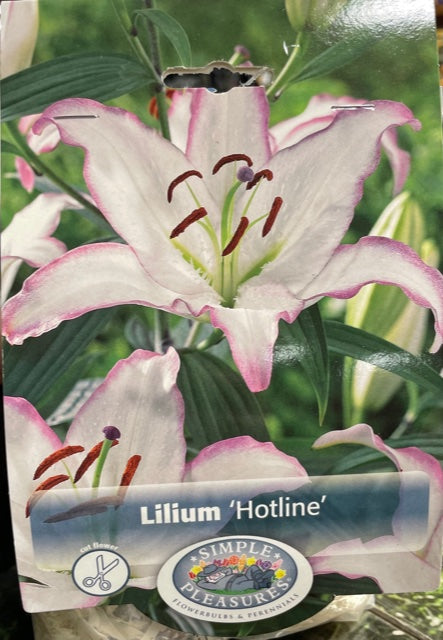 Lilium (Hotline)