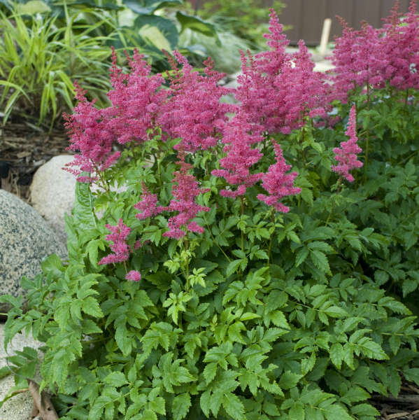 Astilbe Younique 'Carmine'