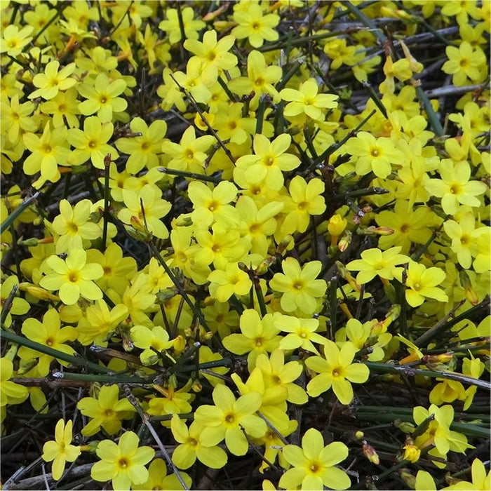 Jasminum nudiflorum - Winter Flowering Jasmine